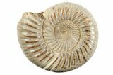 1 3/4" Polished Perisphinctes Ammonite Fossils - Madagascar - Photo 2